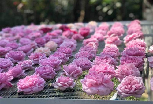 Trà hoa hồng nguyên bông 10 triệu/kg, ông chủ cũng không dám uống nhiều