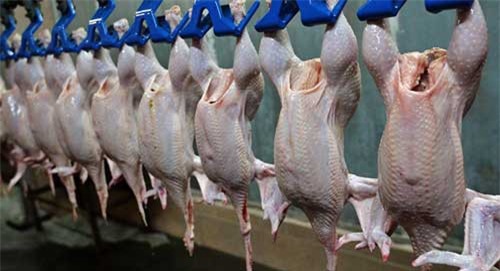 Việt Nam trở thành thị trường tiềm năng cho xuất khẩu gia cầm Ba Lan