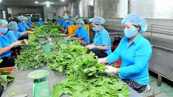 Sản xuất nông nghiệp theo mô hình liên kết sản xuất HTX tại huyện Bình Chánh. (Ảnh: SGGP)