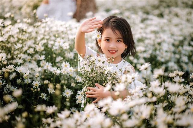 Cùng ngắm nhìn thêm một số hình ảnh của cặp “thiên thần nhí” Hải Dương bên hoa cúc họa mi:
