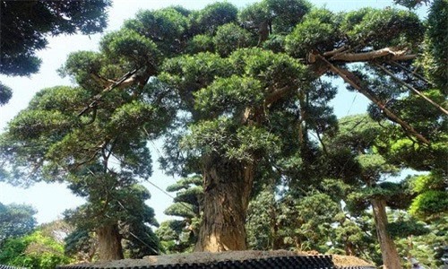Mục sở thị loạt cây tùng “khủng” tiền tỷ của đại gia Việt