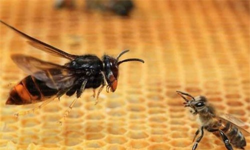 Xem "Chim ưng của thế giới côn trùng" bổ nhào chớp nhoáng tóm gọn con mồi