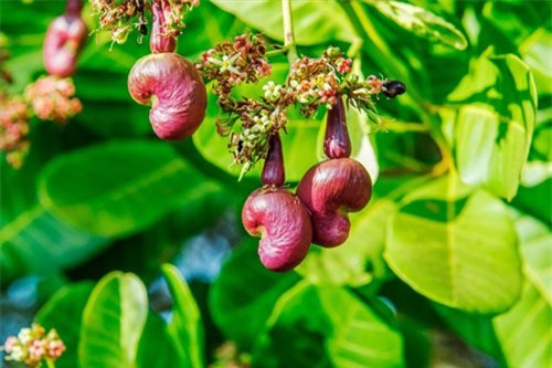 Xuất khẩu điều: Đau đầu vì “lượng tăng, giá giảm”