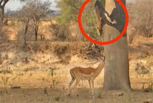 Clip: Báo hoa mai mục kích trên cây, đoạt mạng linh dương Impala