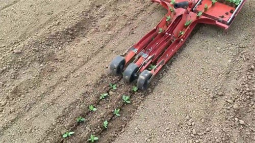 Clip: Máy trồng rau rút ngắn 80% thời gian lao động