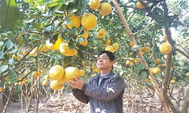 HTX bưởi Hữu Văn: Hiệu quả ứng dụng công nghệ