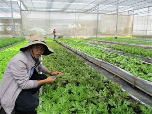 Học người Nhật làm nông nghiệp bền vững - Ảnh 1.