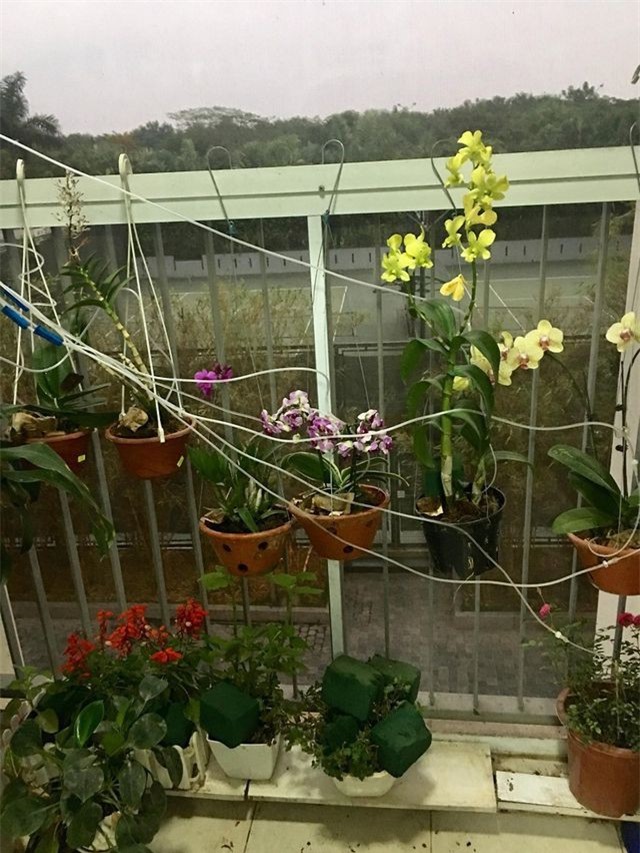 Hệ thống tưới cây từ dây truyền nước và chai nhựa gây "sốt" mạng