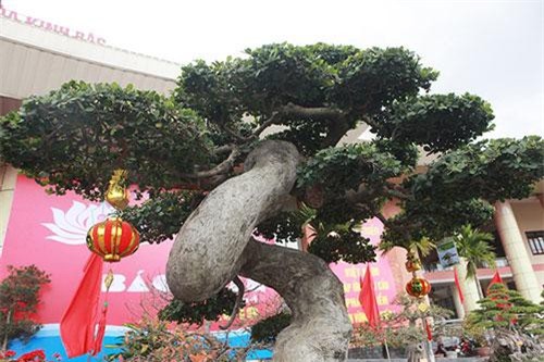 Siêu phẩm duối cổ "Thiên Long vũ hội", trả 14 tỷ đồng không bán