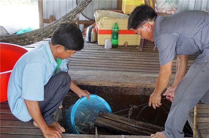 la ma hay: nuoi loai ca keu ec ec trong long, ban 300 ngan dong/ky hinh anh 1