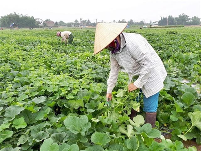 nghe an: trung mua dua le, nong dan kiem bon tien hinh anh 2