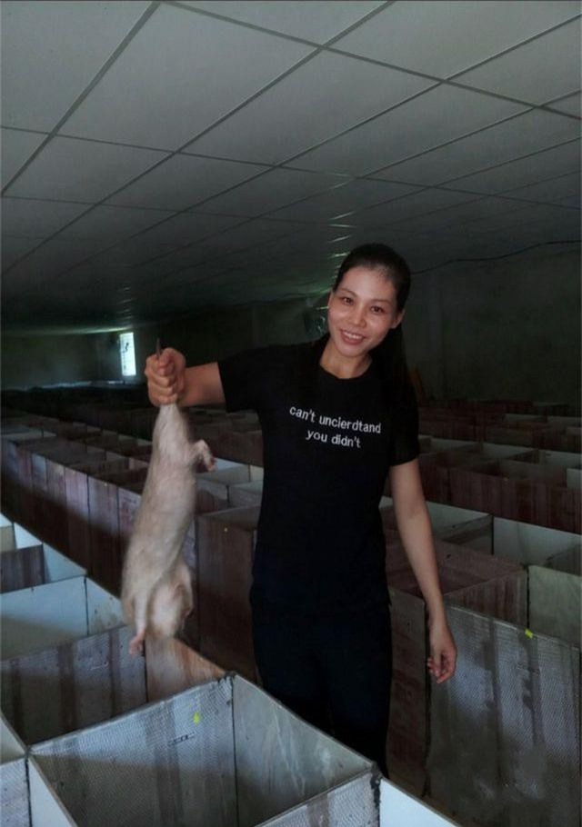 Trang trại nuôi dúi của cử nhân 8X ở Quảng Nam