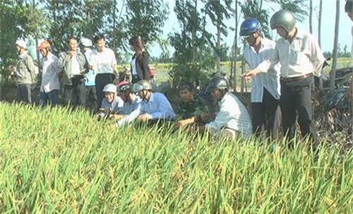 Ông giám đốc chuyên lội ruộng làm ra loại gạo tím lịm Tây rất thích hình ảnh 1 ong giam doc chuyen loi ruong lam ra loai gao tim lim tay rat thich hinh anh 1