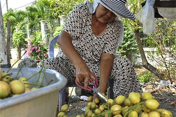 o noi nay co vuon dau chin vang triu qua, tap nap nguoi vao ra hinh anh 1