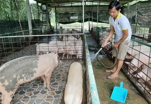 Heo nuôi bằng thảo dược sinh trưởng tốt, ít dịch bệnh nên giảm được nhiều chi phí đầu vào.