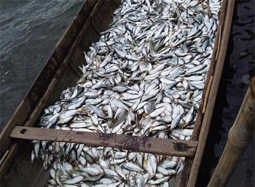 Anh Huân bắt được gần 400 kg cá, bán được hơn 2 triệu đồng.