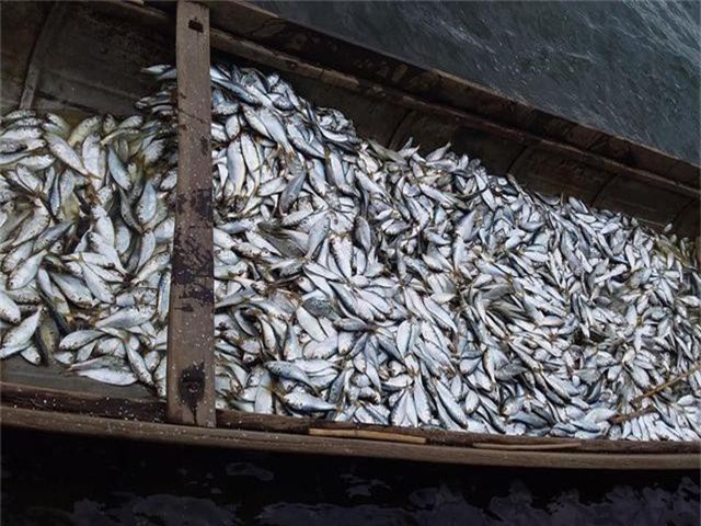 3 người dân trúng gần 2 tấn cá mòi trên sông Thạch Hãn - 2