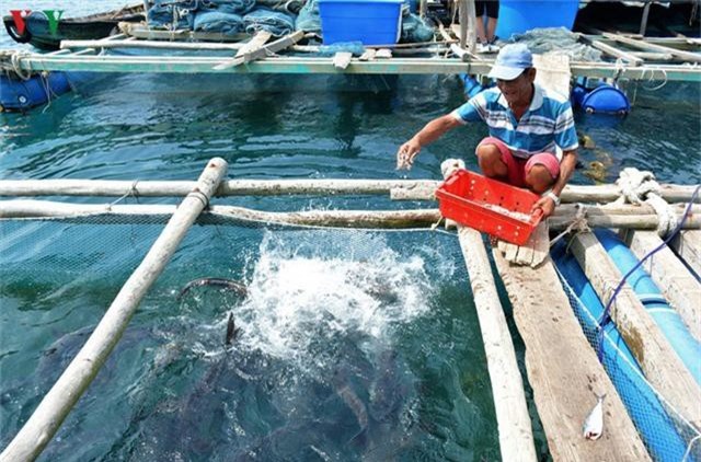 Khám phá nghề nuôi cá lồng bè thu tiền tỷ ở Nam Du - Ảnh 10. Khám phá nghề nuôi cá lồng bè thu tiền tỷ ở Nam Du - Ảnh 10.