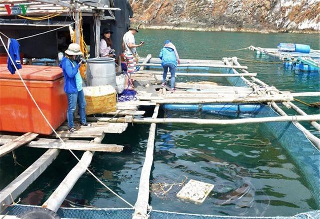 Khám phá nghề nuôi cá lồng bè thu tiền tỷ ở Nam Du - Ảnh 11. Khám phá nghề nuôi cá lồng bè thu tiền tỷ ở Nam Du - Ảnh 11.
