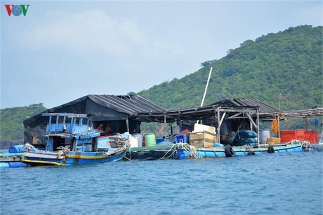 Khám phá nghề nuôi cá lồng bè thu tiền tỷ ở Nam Du - Ảnh 12. Khám phá nghề nuôi cá lồng bè thu tiền tỷ ở Nam Du - Ảnh 12.