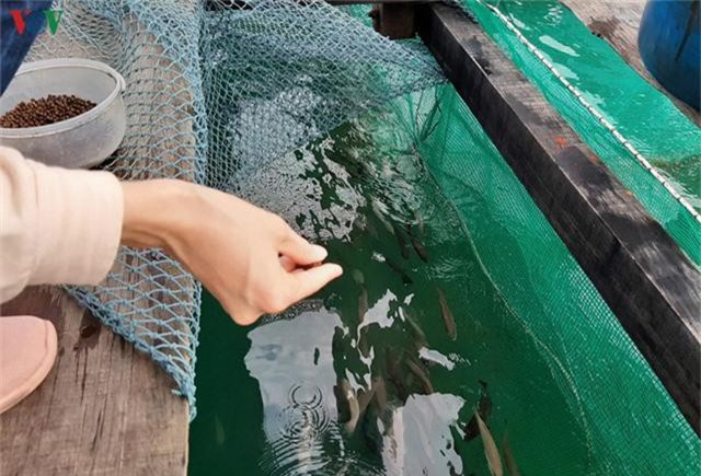 Khám phá nghề nuôi cá lồng bè thu tiền tỷ ở Nam Du - Ảnh 9. Khám phá nghề nuôi cá lồng bè thu tiền tỷ ở Nam Du - Ảnh 9.