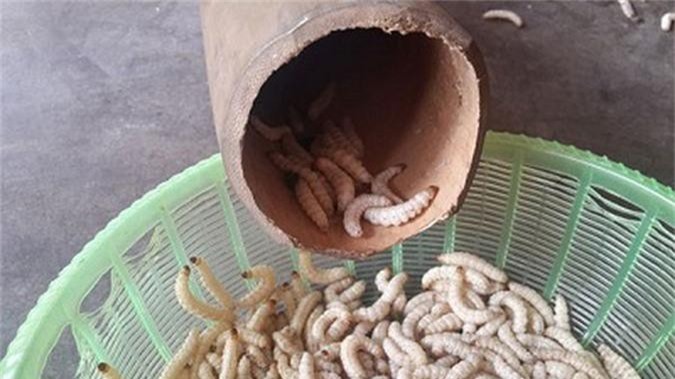 Những món sâu kinh dị được xem là đặc sản được ưa chuộng - Hình 3 Nhung mon sau kinh di duoc xem la dac san duoc ua chuong-Hinh-3