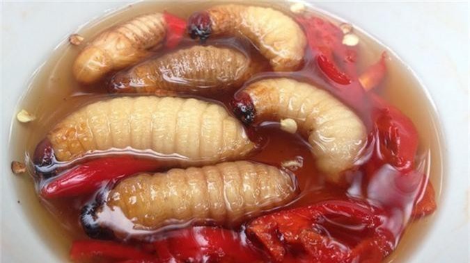 Những món sâu kinh dị được xem là đặc sản được ưa chuộng - Hình 8 Nhung mon sau kinh di duoc xem la dac san duoc ua chuong-Hinh-8