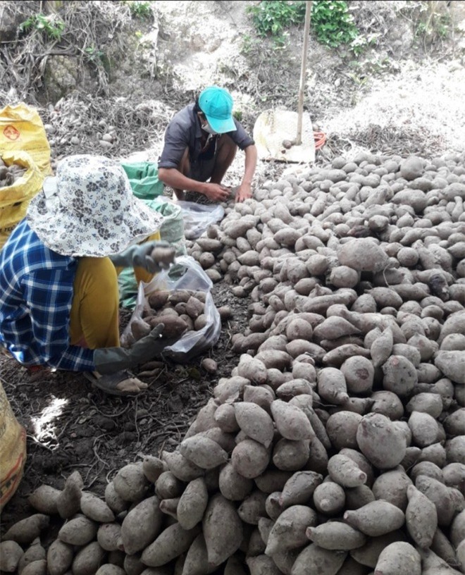 Lần đầu nông dân bán hàng trăm tấn nông sản trên sàn thương mại điện tử - 4