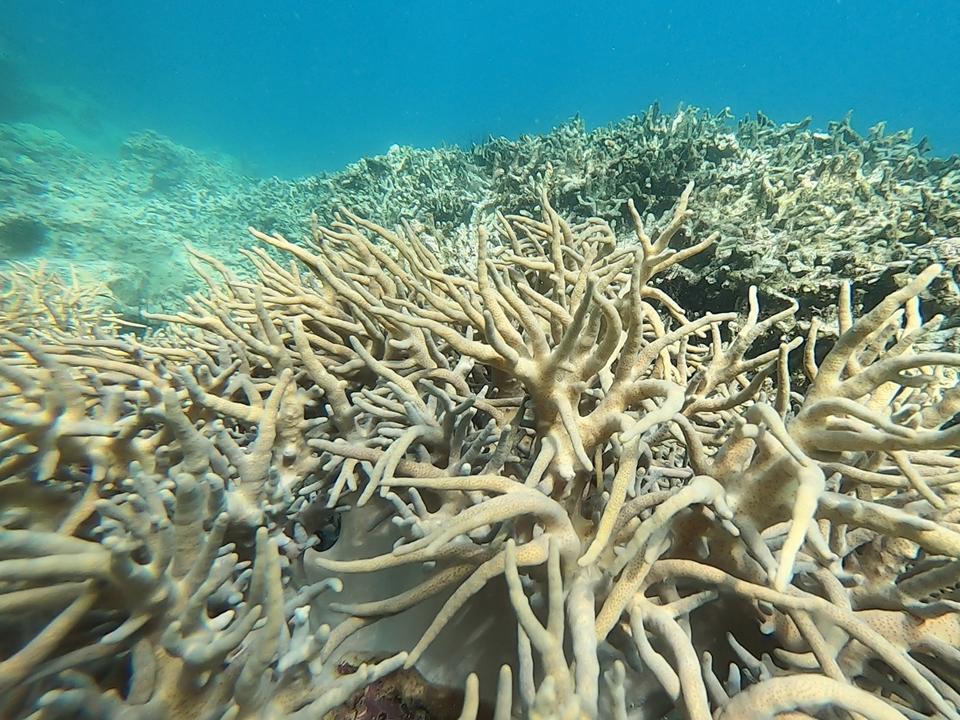 Coral at Hon Mun recently.