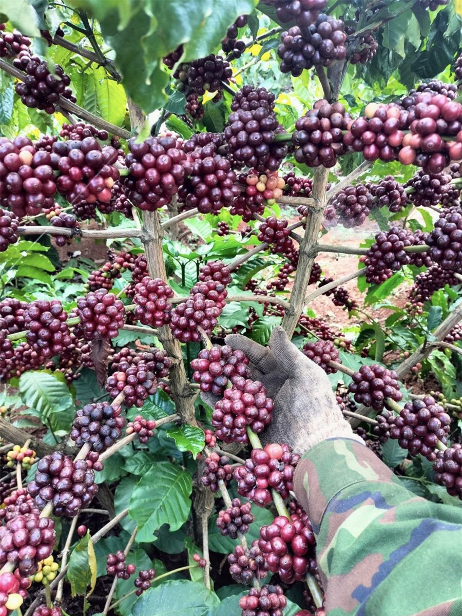 Giá nông sản ngày 31/1/2024: Cà phê và hồ tiêu tiếp tục tăng mạnh
