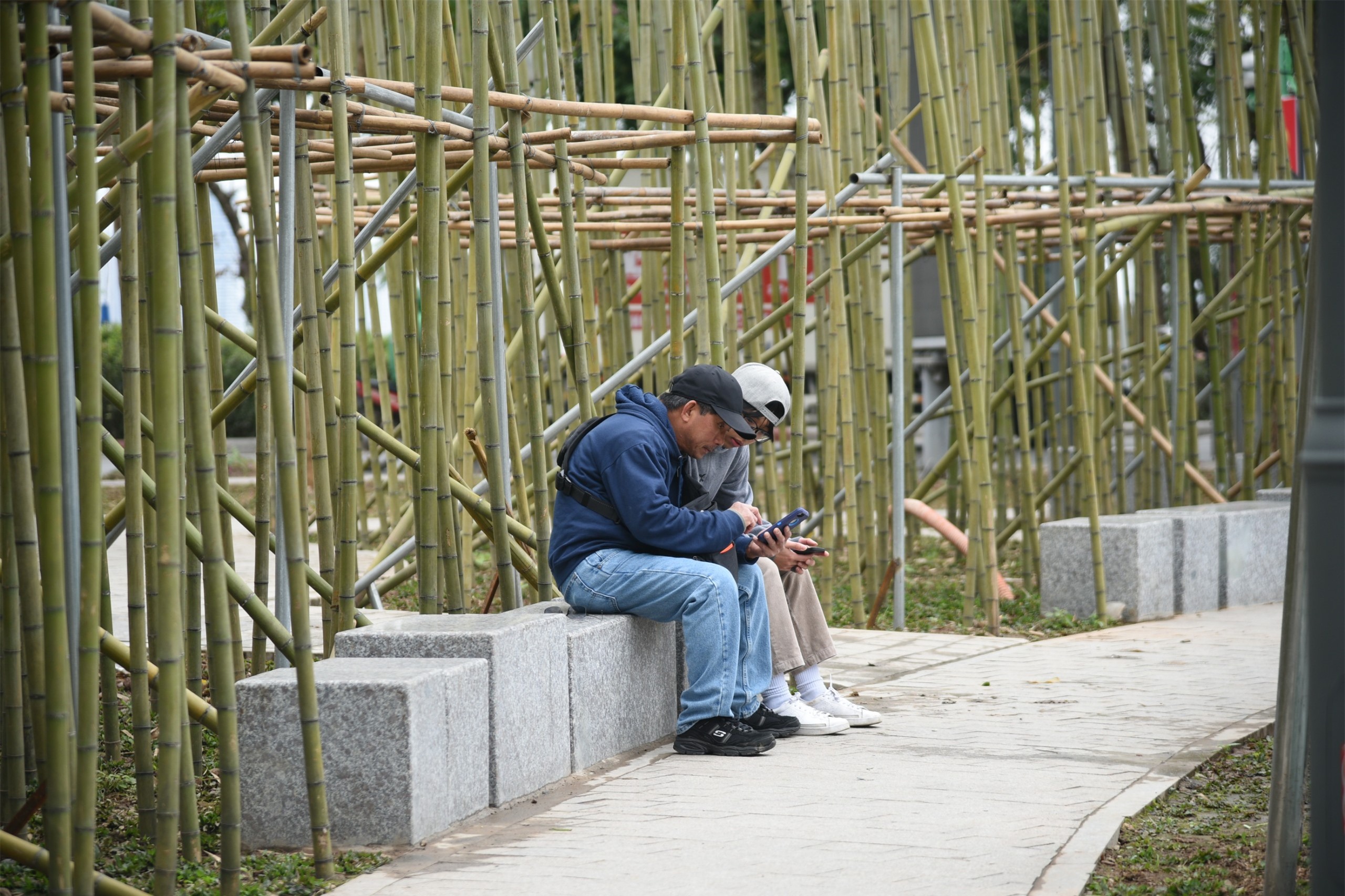 Người Hà Nội thích thú với rừng trúc thu nhỏ giữa Thủ đô- Ảnh 6.