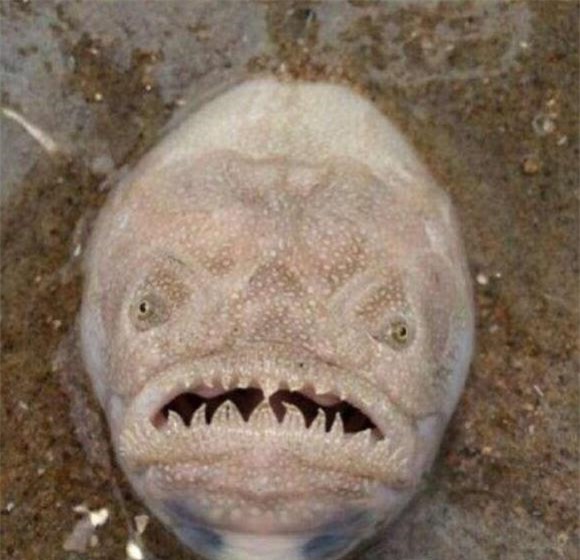khuôn mặt kinh dị, khuôn mặt kinh dị trên bãi biển, cá kì lạ, cá Stargazer