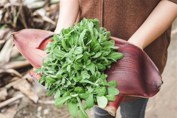 rau khúc, bánh khúc, rau cho lợn, kiến thức 