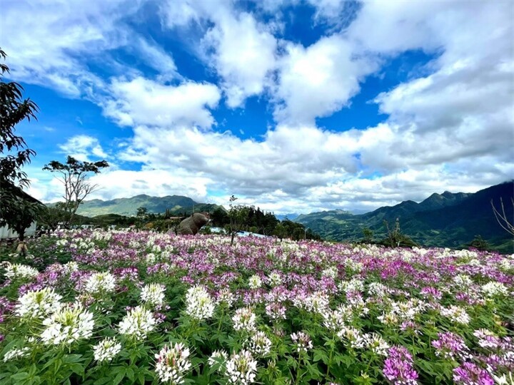 Đồi hoa đuôi công nở rộ dưới chân núi Fansipan.