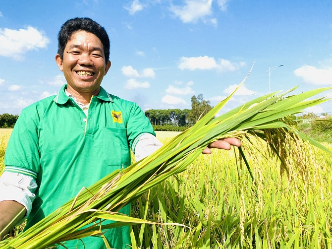 Nông dân bên trà lúa chất lượng cao.