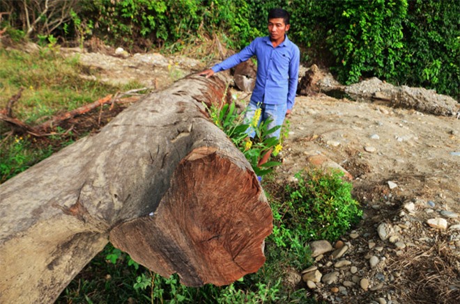 Hai-nguoi-nong-dan-di-bat-oc-vo-tinh-dao-duoc-cay-go-quy-hiem-hang-dau-viet-nam-dai-15m-co-tuoi-doi-khoang-100-nam-3