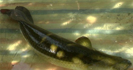 Bắt được 'quái vật' sông Amazon trên sông Vàm Cỏ Đông