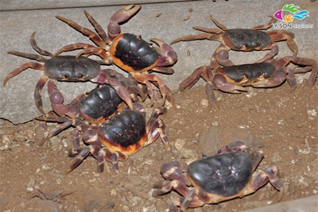 Khám phá Loài cua sống trên rừng của đảo Lý Sơn