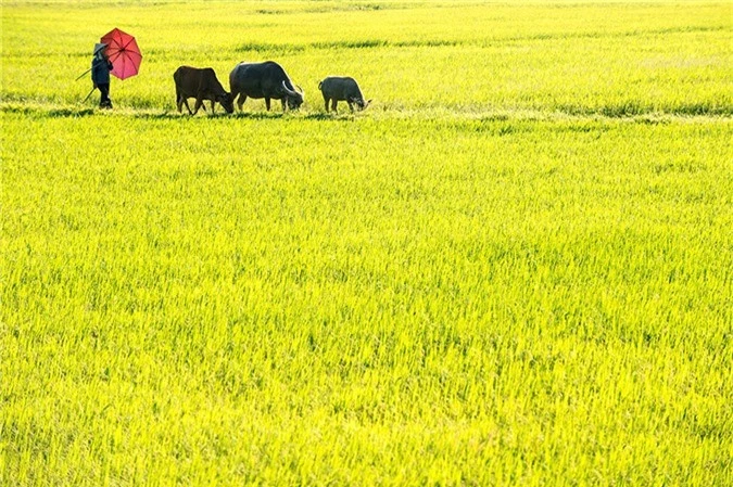 Nghi le Quoc khanh, ve Ninh Binh trai nghiem cuoc song moc mac hinh anh 3