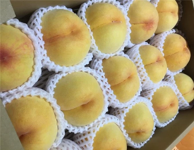 Đào Nhật Bản. Đào Nhật Bản.