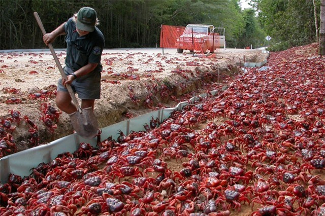 Giới khoa học lên kế hoạch bảo vệ loài cua đỏ huyền thoại của đảo Giáng Sinh