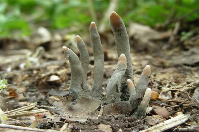 Khám phá loại nấm cực độc có hình dạng 'siêu' kỳ dị