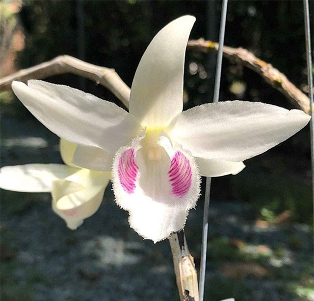 Loài hoa lan đại gia Hòa Bình sẵn sàng chi 2,7 tỷ để mua đẹp và độc cỡ nào?