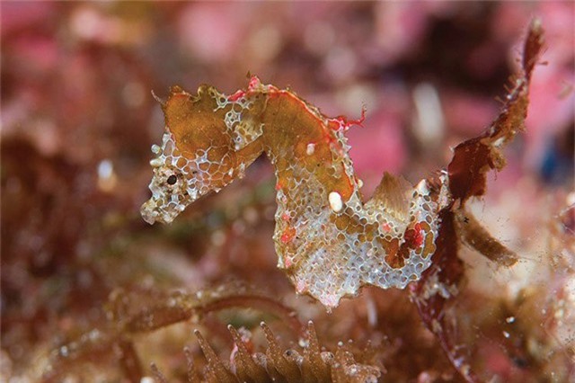 Khám phá loài động vật kỳ lạ, mang vẻ đẹp khó tin