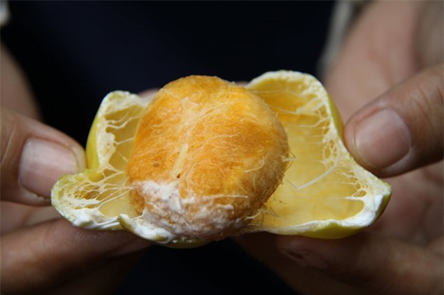 Những loại quả kỳ lạ, đặc sản của núi rừng Việt Nam