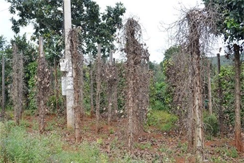 hang tram ha tieu bi benh chet nhanh, chet cham o phu yen hinh 1