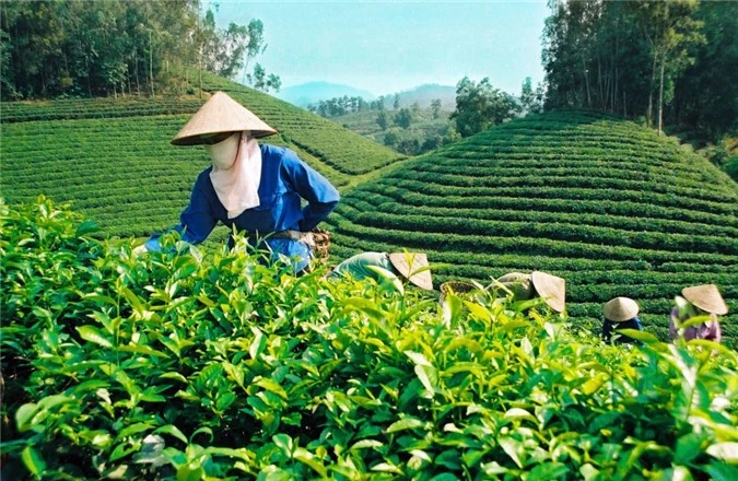 Giá chè Việt Nam xuất khẩu chỉ bằng 60-70% giá chè thế giới. Giá chè Việt Nam xuất khẩu chỉ bằng 60-70% giá chè thế giới.