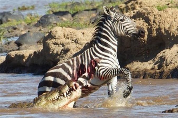 Vượt sông, ngựa vằn bị cá sấu sát hại dã man