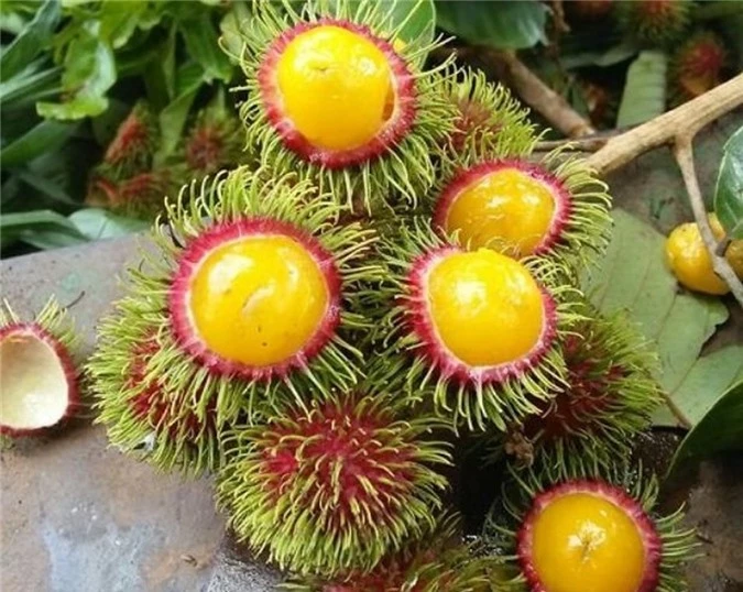Chôm chôm ruột vàng. Chôm chôm ruột vàng.