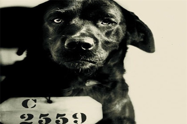 Khó tin: Chó lĩnh án tù chung thân vì giết mèo cả cựu Tổng thống